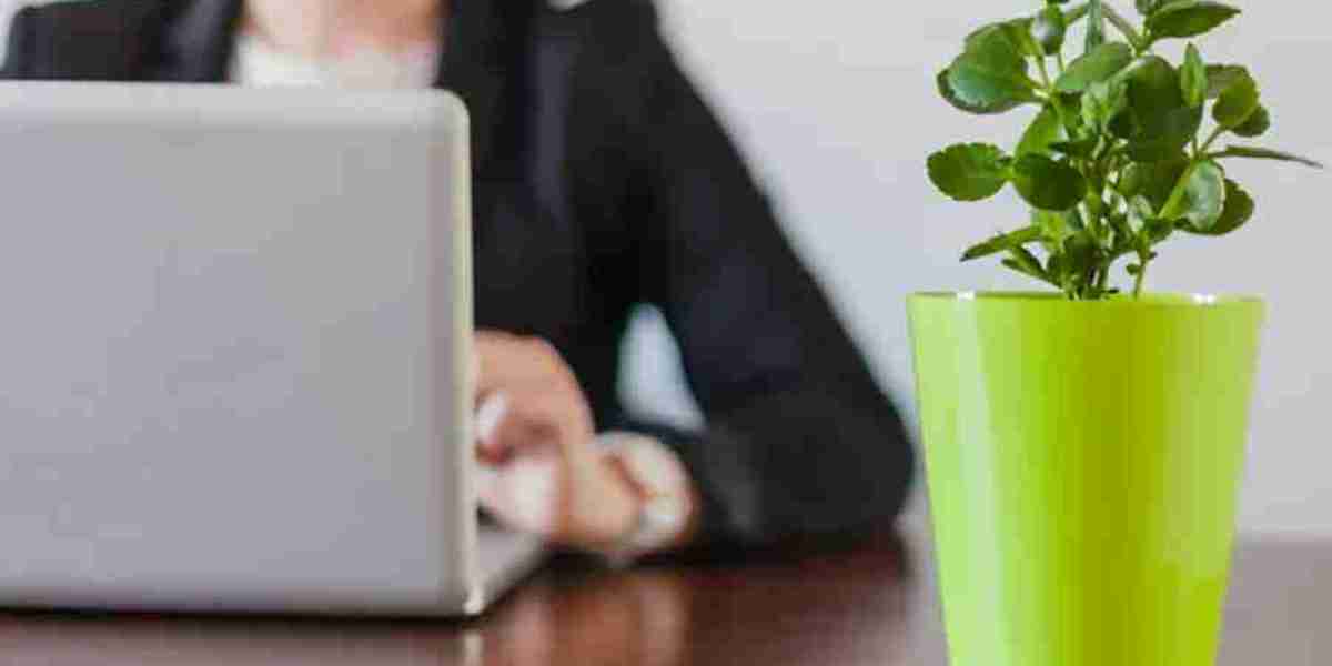 Buy Office Plants Online | Live Office Plants for Sale