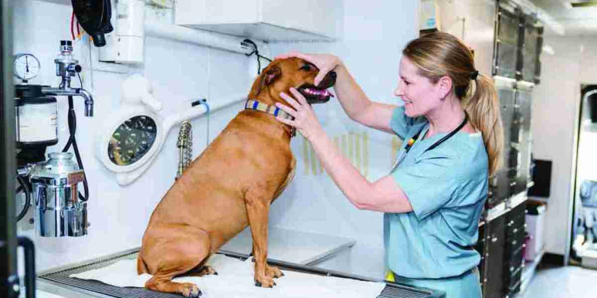 Why You Should Not Ignore Your Pet’s Oral Health