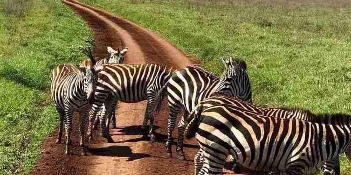Africa Beckons: Book Your Flight to Tanzania & Embark on an Epic Safari