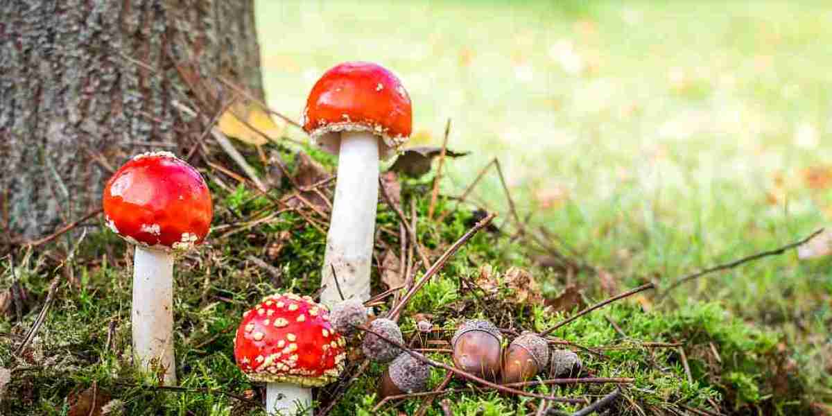 From Myth to Medicine: The Evolution of Magic Mushrooms in Science