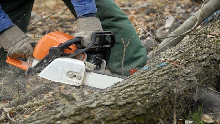 What Are The Different Types Of Tree Services? - Stars Fact