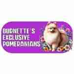 Burnettes Exclusive Pomeranians