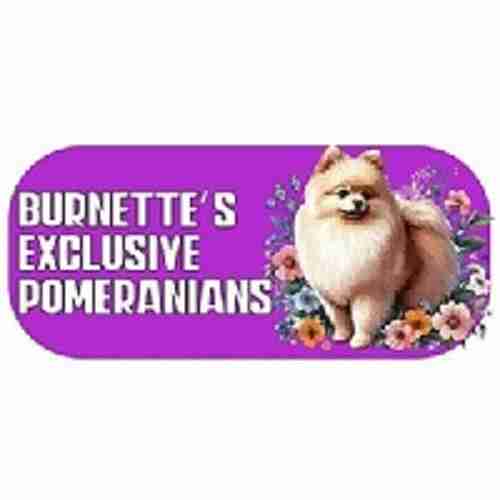 Burnettes Exclusive Pomeranians