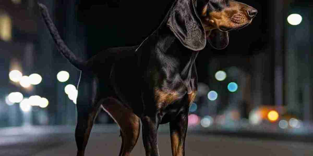 European Dobermans in Competition: Showcasing Their Skills and Beauty