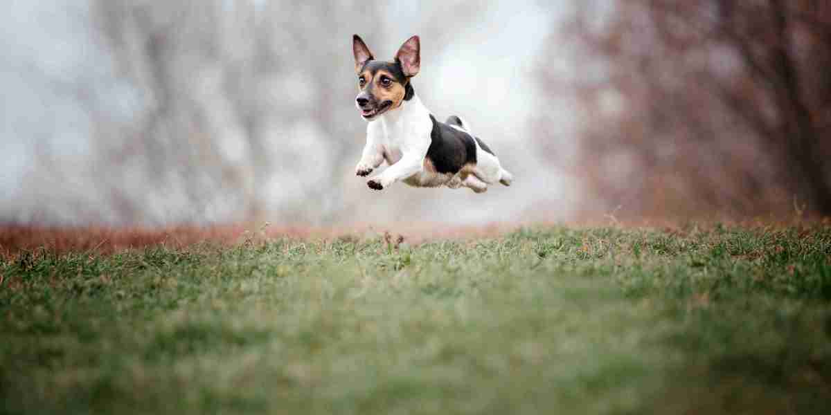 5 Tips on How to Stop a Puppy Jumping