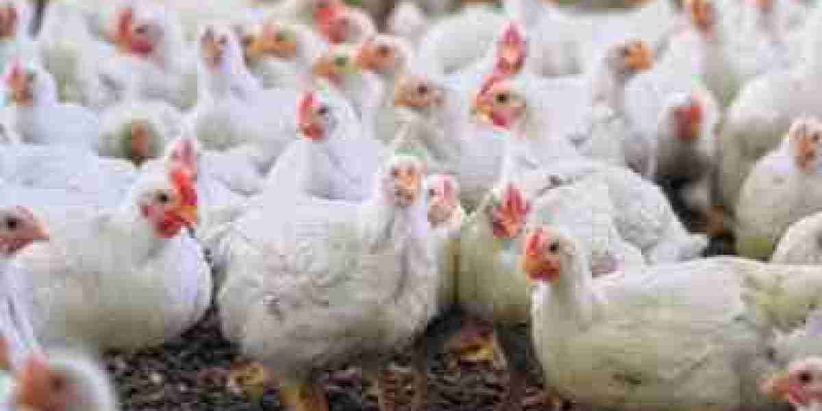 Global Poultry Diagnostics Market Key Segments to Play Solid Role In A Booming Industry