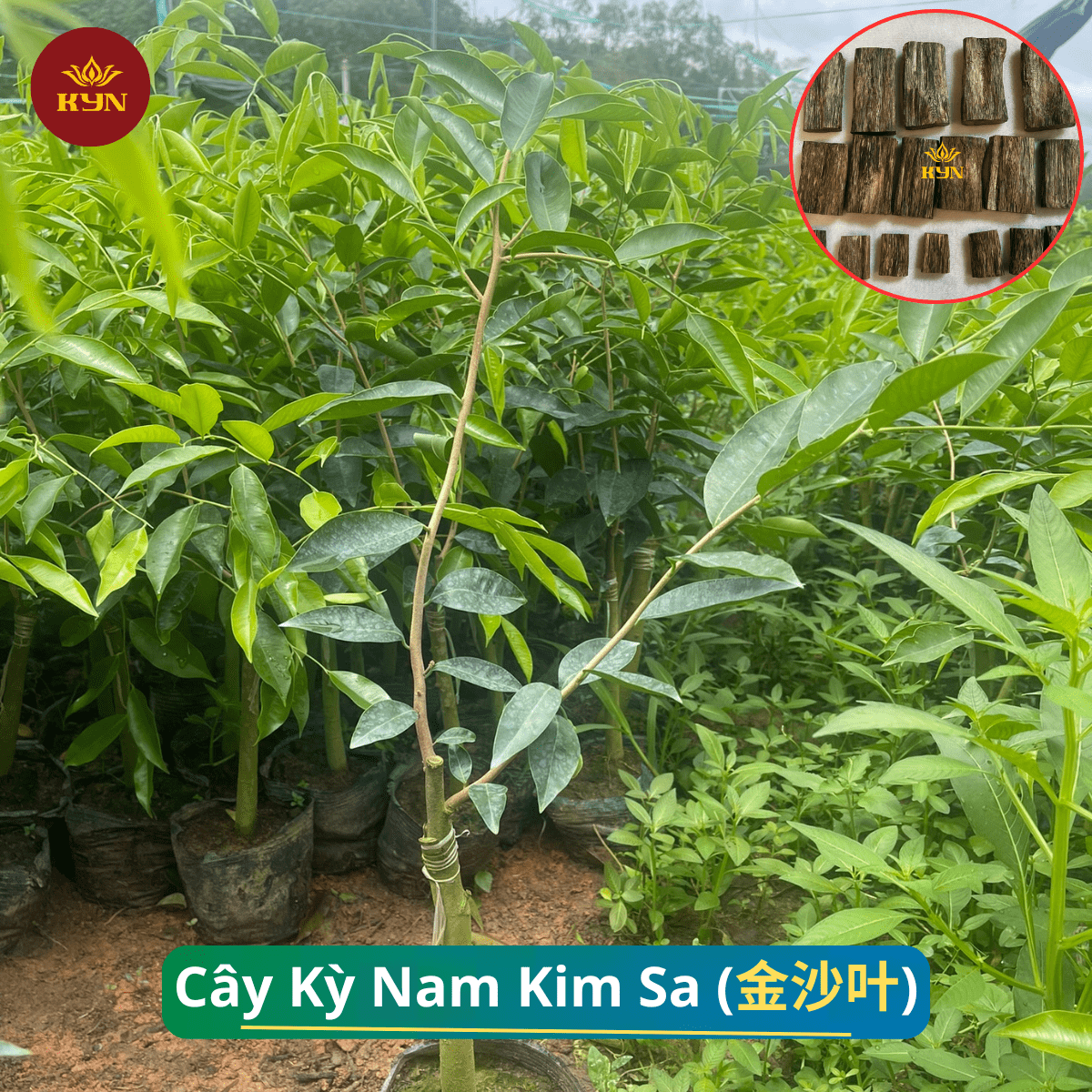 Cây Kim Sa Kỳ Hải Nam - Cung cấp cây kim sa giống chuẩn F1