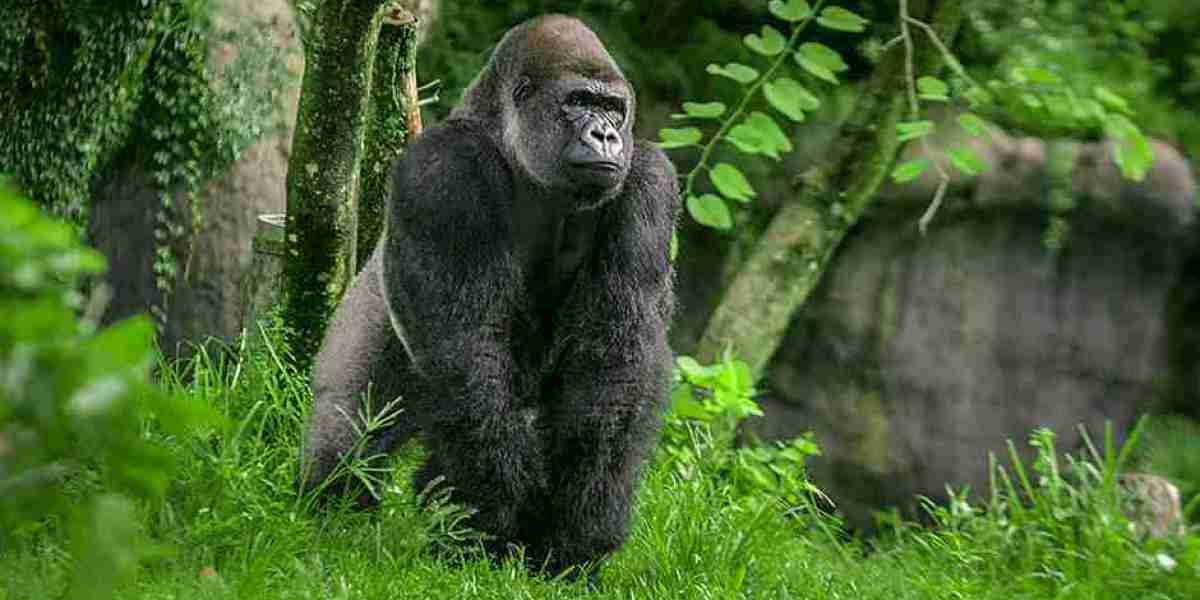 Introduce Rwanda The Ultimate Gorilla Trekking Adventure