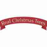 realchristmas trees