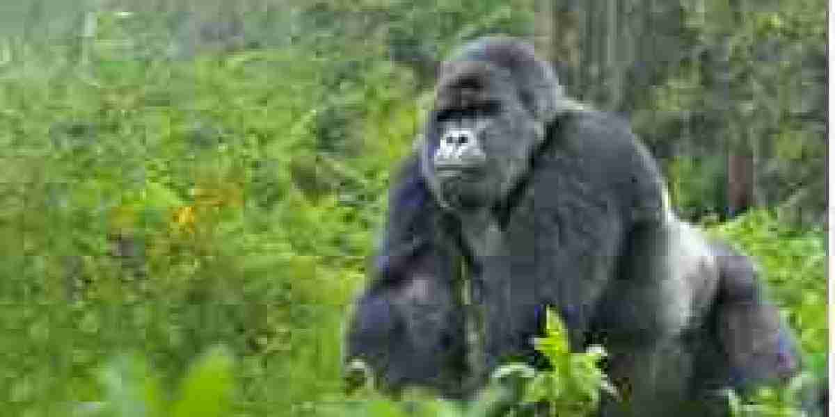 Discover The Rwanda Gorilla Tours