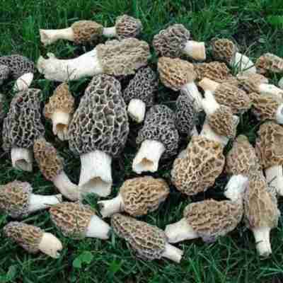 Buy Mushroom Seeds for Unique Gardening Experiences at Home Profile Picture