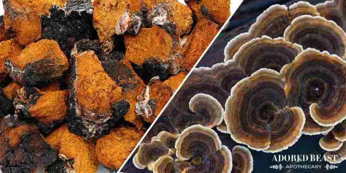 Chaga Mushroom: An Exploration of Its Complex Pharmacology and Health Benefits