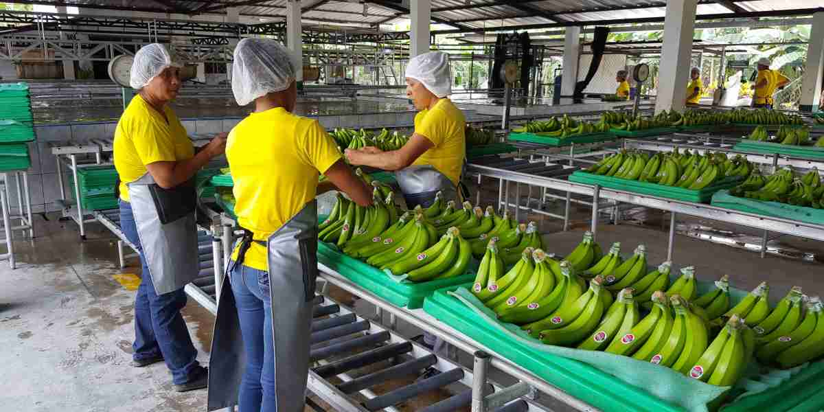 Banana Processing Plant Report- In-Depth Project Overview, Setup Details, Cost and Revenue