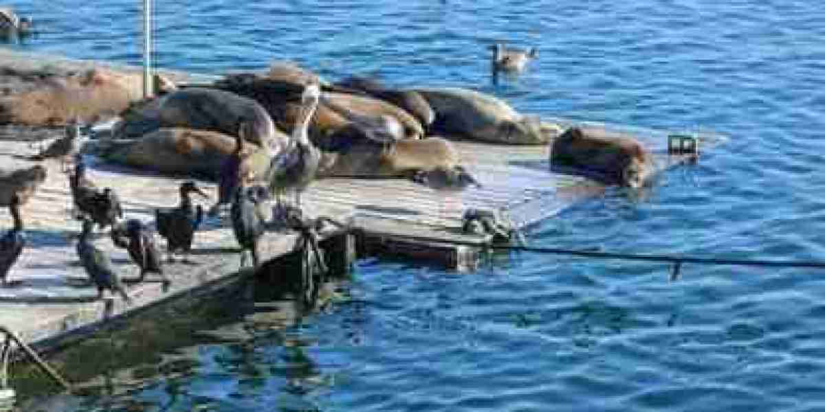 Investigating San Diego's Waterfront Marvels with Clear Bottom Kayak Rentals!