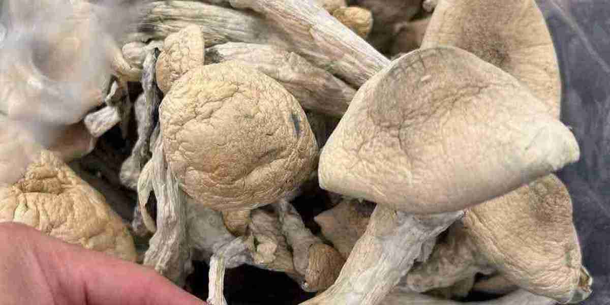 buy Albino Penis Envy Magic Mushrooms