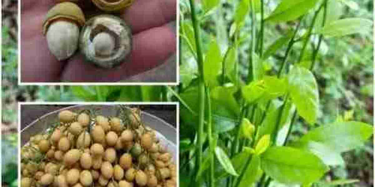 Thailand Vegetable Seed Market Size, Share, Growth, Trends, Analysis 2030