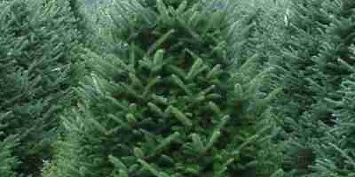 The Secret to a Thriving Garden with Canaan Fir