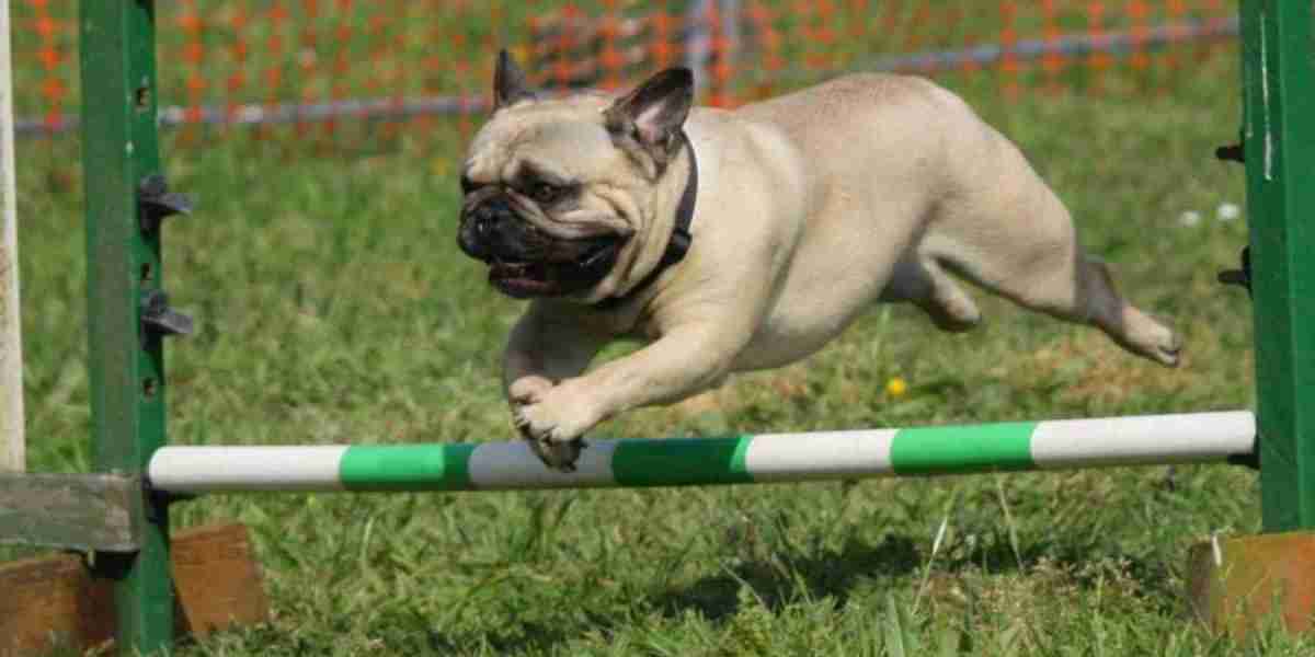 Puppy Training In Vero Beach