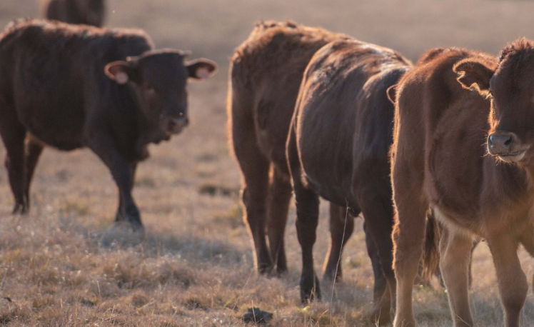 Cattle Farmer Training