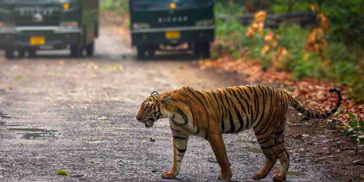 Best Jim Corbett National Park Packages: Top Deals & Tips for 2024