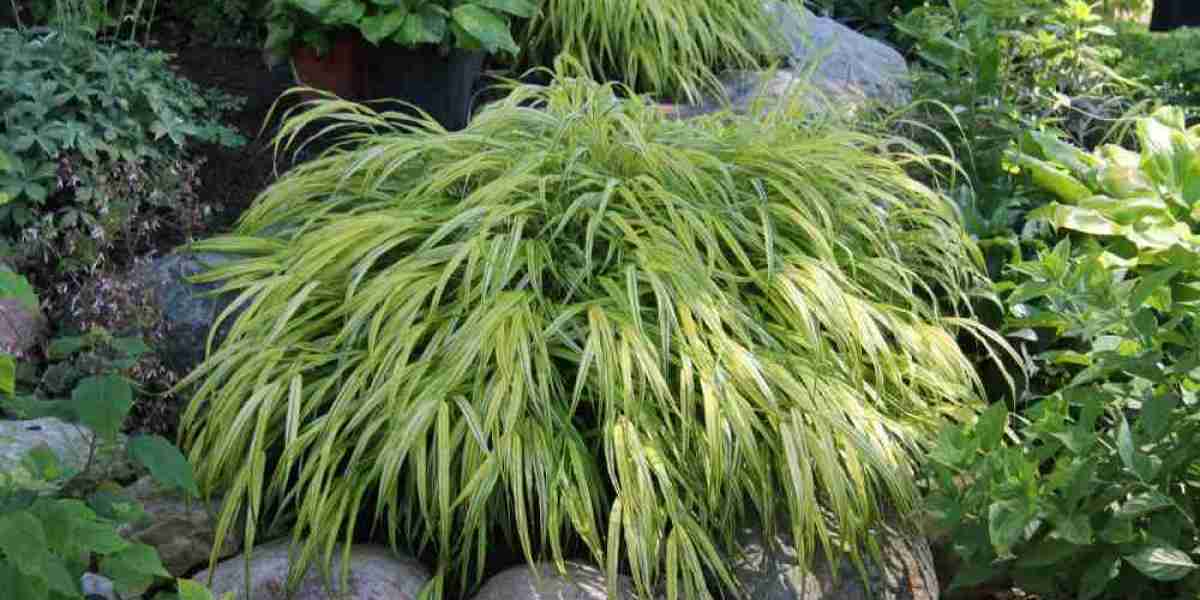 Transform Your Garden with Golden Japanese Forest Grass