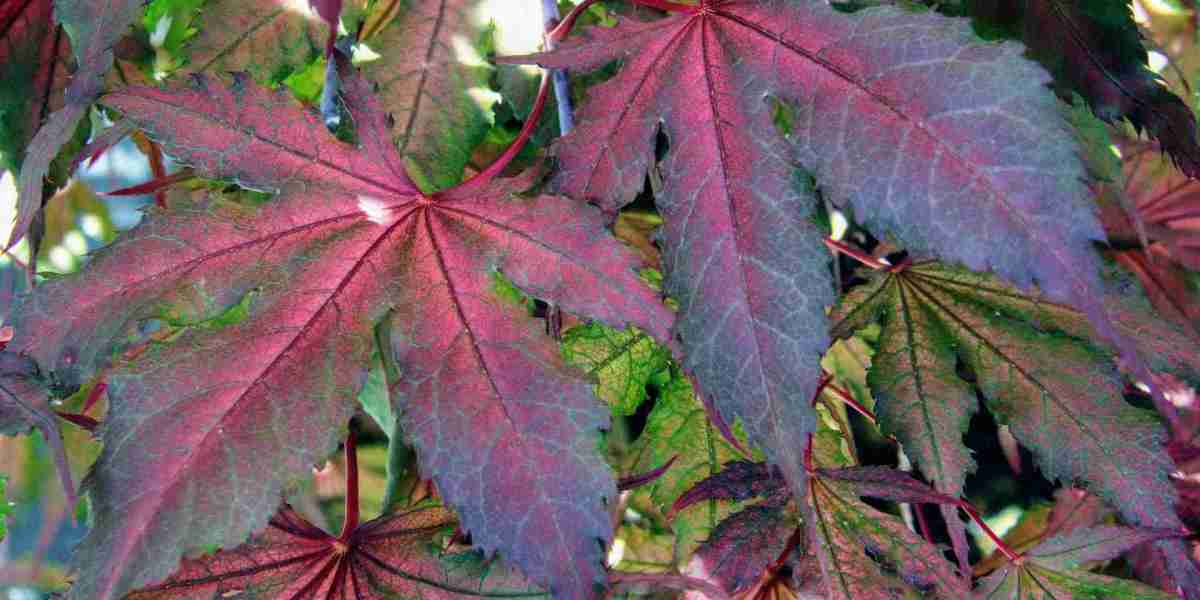 The Benefits of Purple Ghost Japanese Maple: A Stunning Addition to Your Landscape