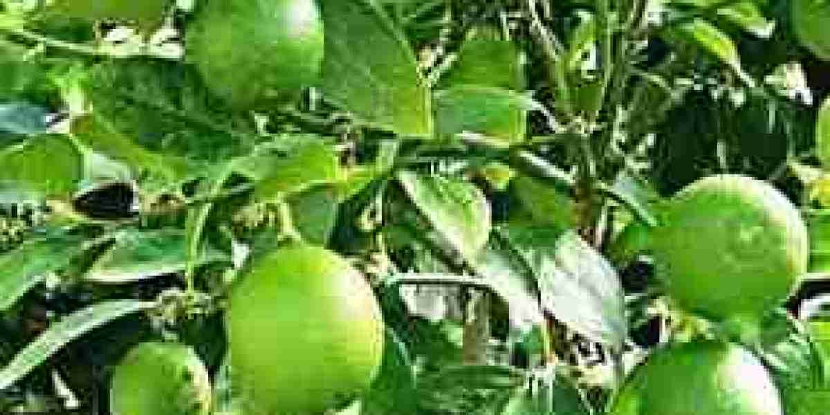 India Lime Market: Ready To Fly on high Growth Trends