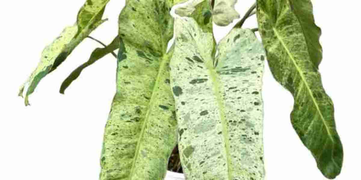 The Science Behind Successful Tissue Culture of Philodendron Plants