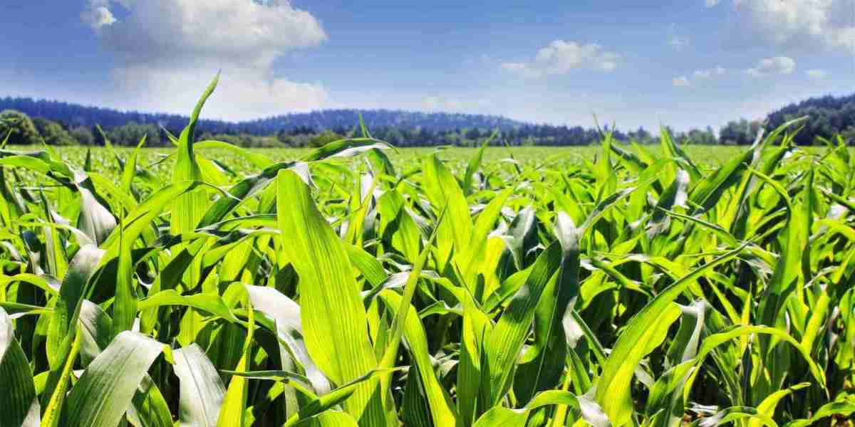 Europe Maize Market To Witness Excellent Long-Term Growth By 2030