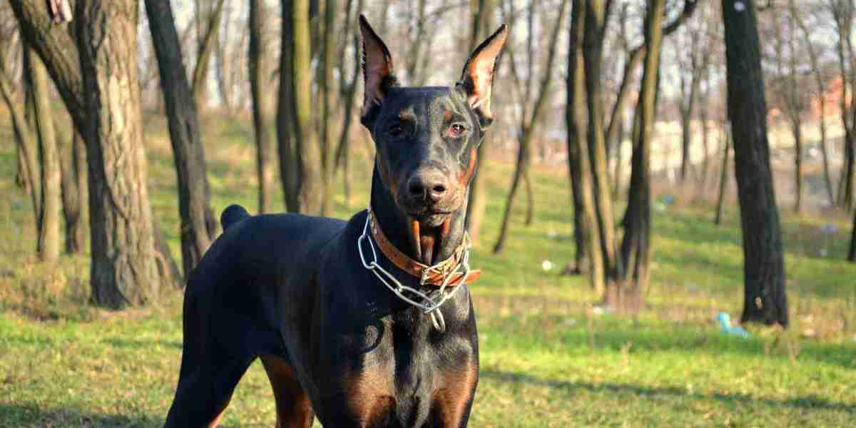 European Doberman Puppies: Training Tips for Obedience