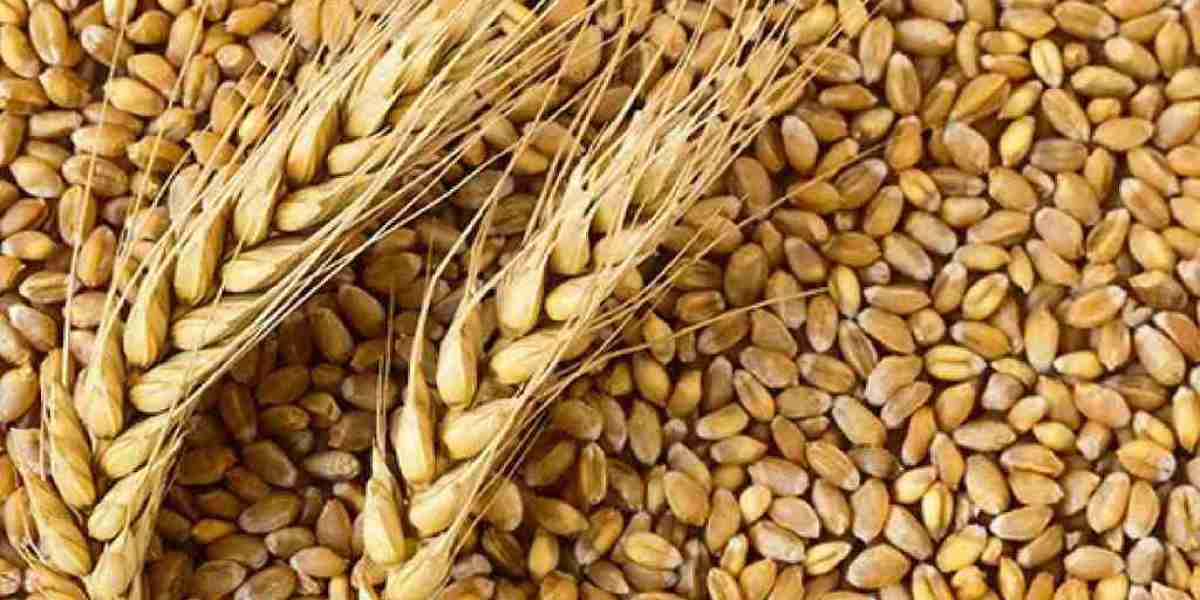 Wheat Protein Market Insights, Status And Forecast to 2030