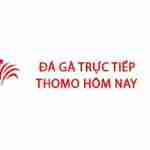 Đá Gà Trực Tiếp Thomo Hôm Nay