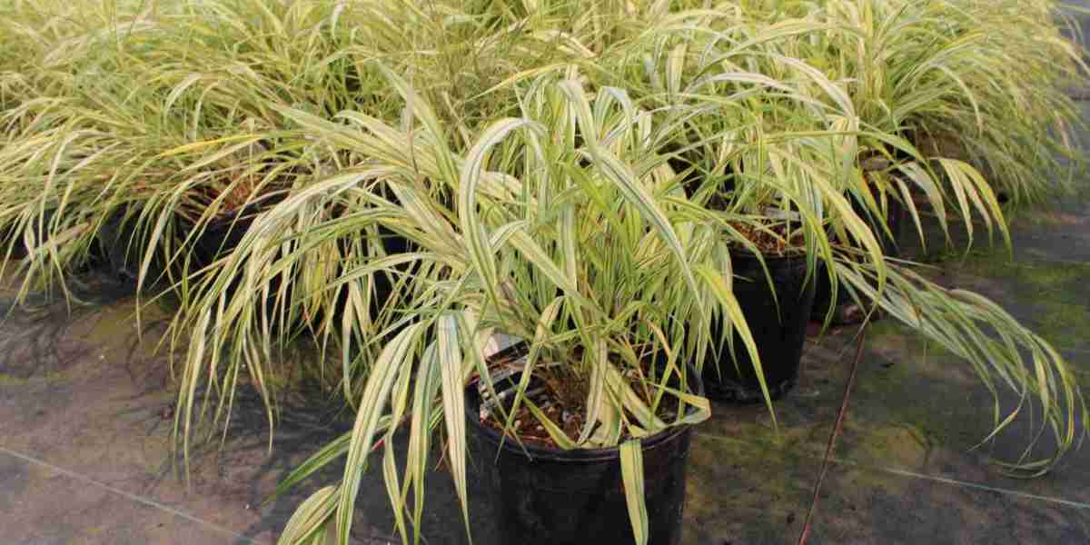 Hakone Japanese Forest Grass