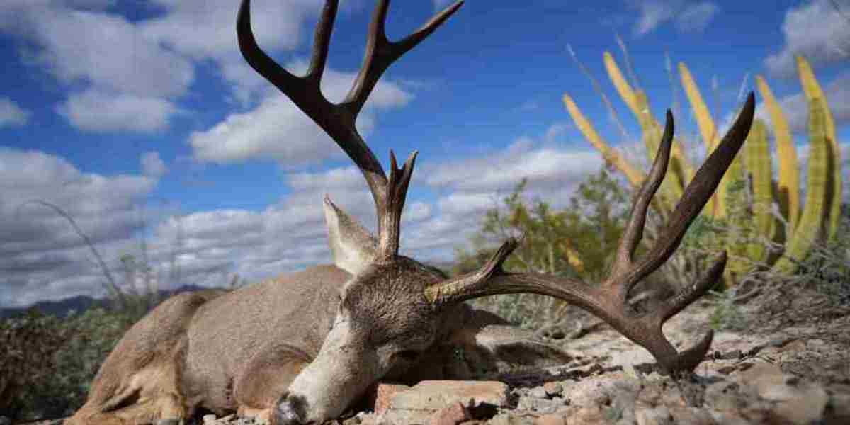 Unforgettable Hunting Adventures with Sonora Mule Deer Outfitters