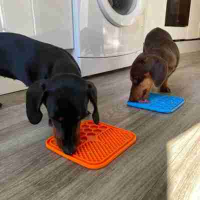 Slow Feeder Lick Mat for Dogs & Cats with Spatula | Calming Treats for Pets Profile Picture