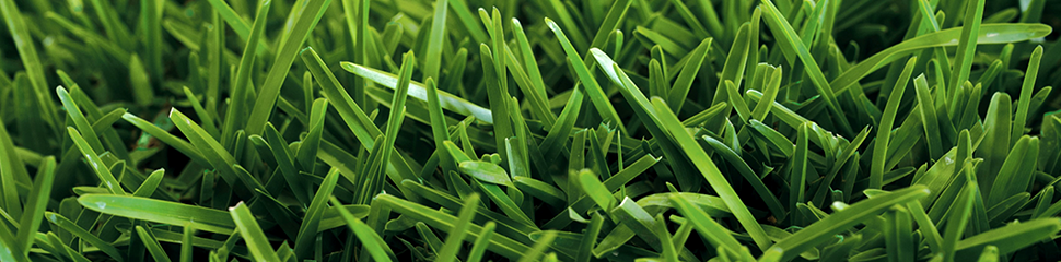 Natural Turf - Adelaide's Best Prices of Kikuyu Turf and More Kenda Kikuyu