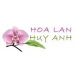 Hoa Lan Huy Anh