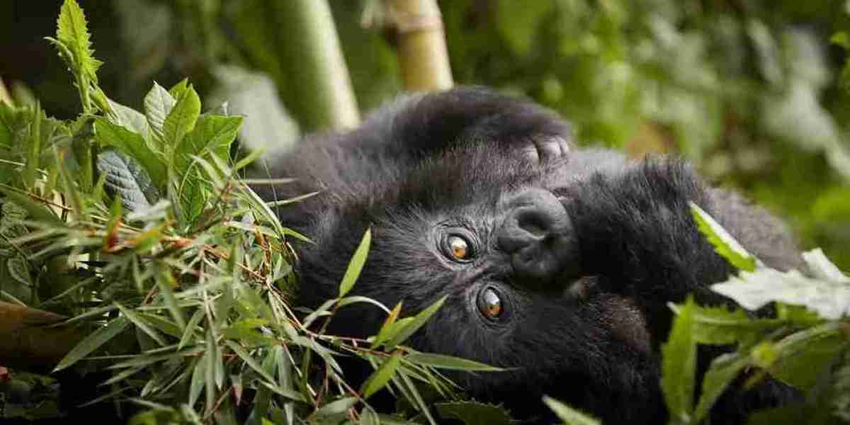 The Ultimate Guide to Planning Your 10 Day Safari in Rwanda