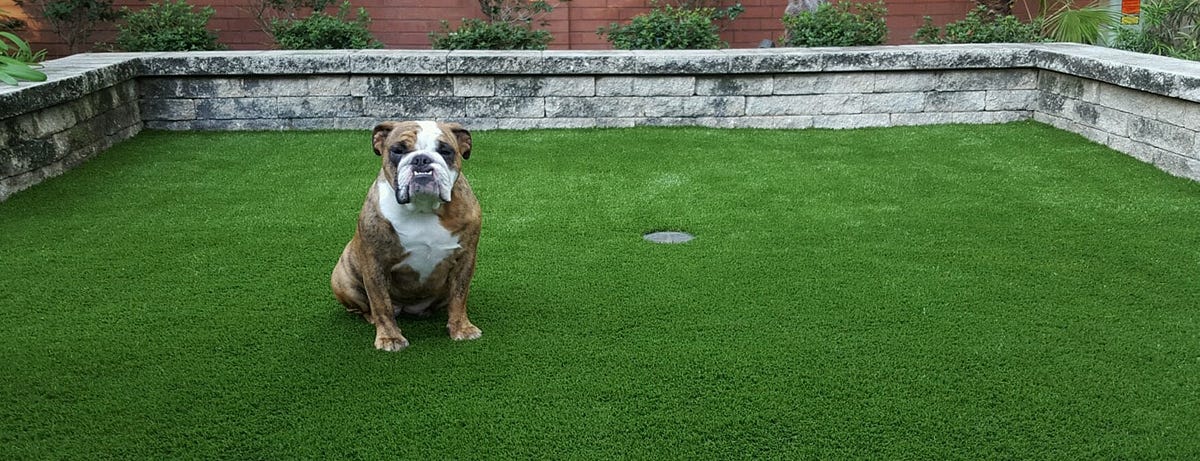 Why Artificial Grass is the Perfect Solution for Austin’s Residential and Commercial Spaces | by National-greens | Oct, 2024 | Medium