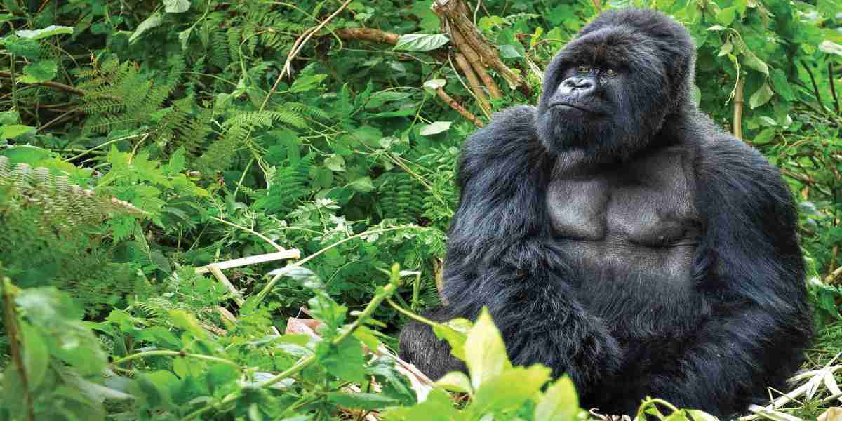 4-Day Gorillas and Golden Monkeys Safari