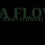 Terra Flowers Miami