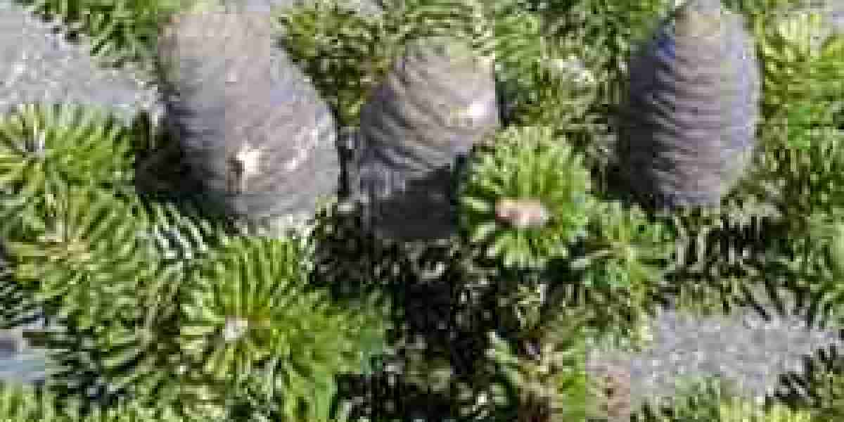 Garden Centre Trees for Sale in the UK: Transform Your Outdoor Space