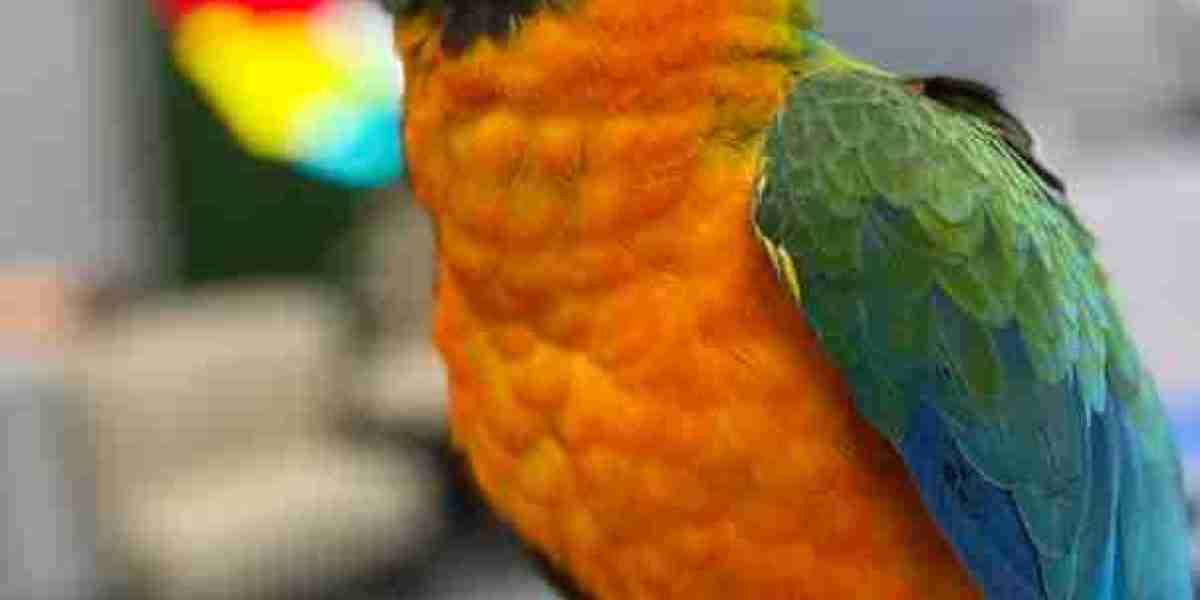 The Cheeked Conure and Caique Bird: Colorful, Energetic, and Playful Companions