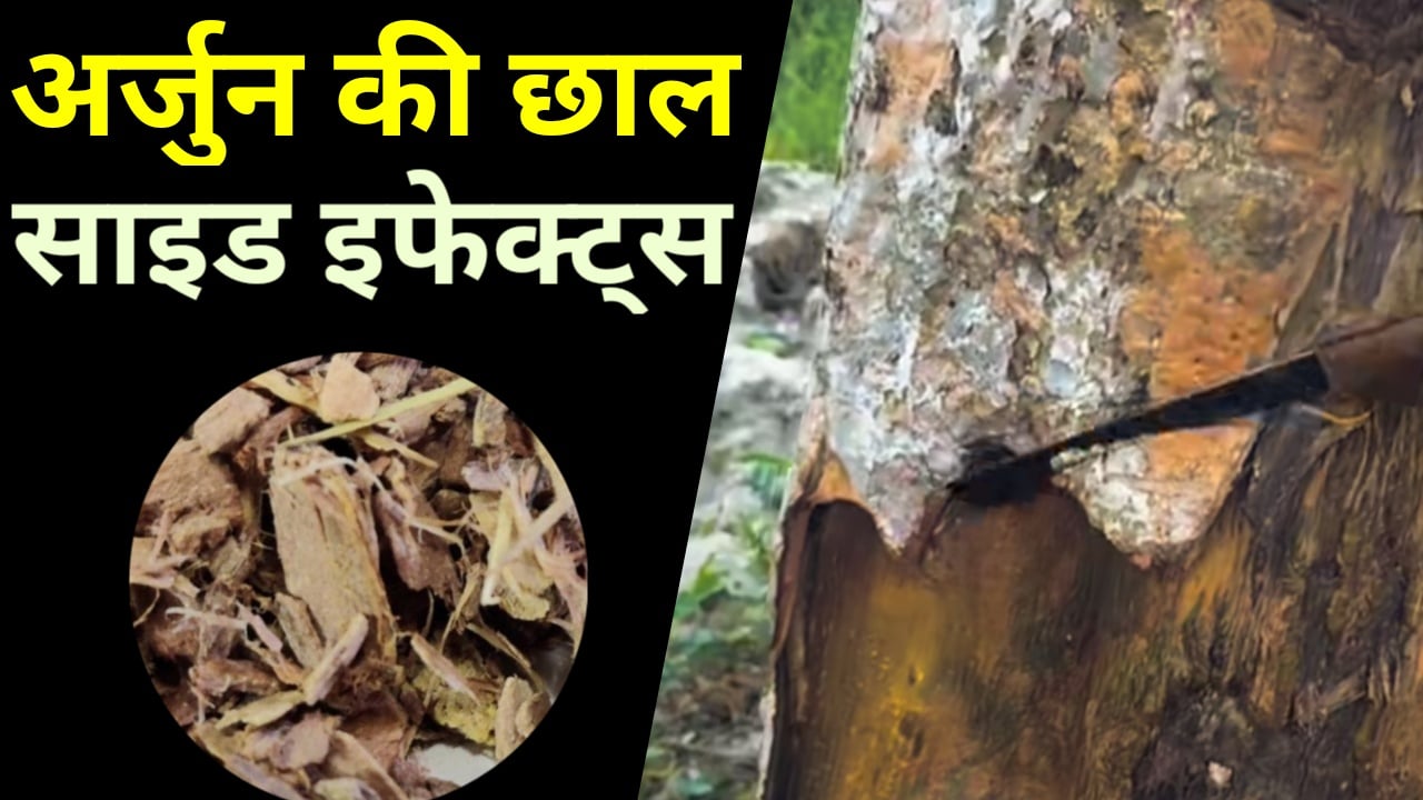 अर्जुन की छाल साइड इफेक्ट्स और इसकी पूरी जानकारी - Sundarta