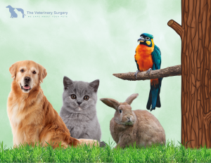 Veterinarians and Animal Hospital in Doha, Qatar | The Veterinary Surgery