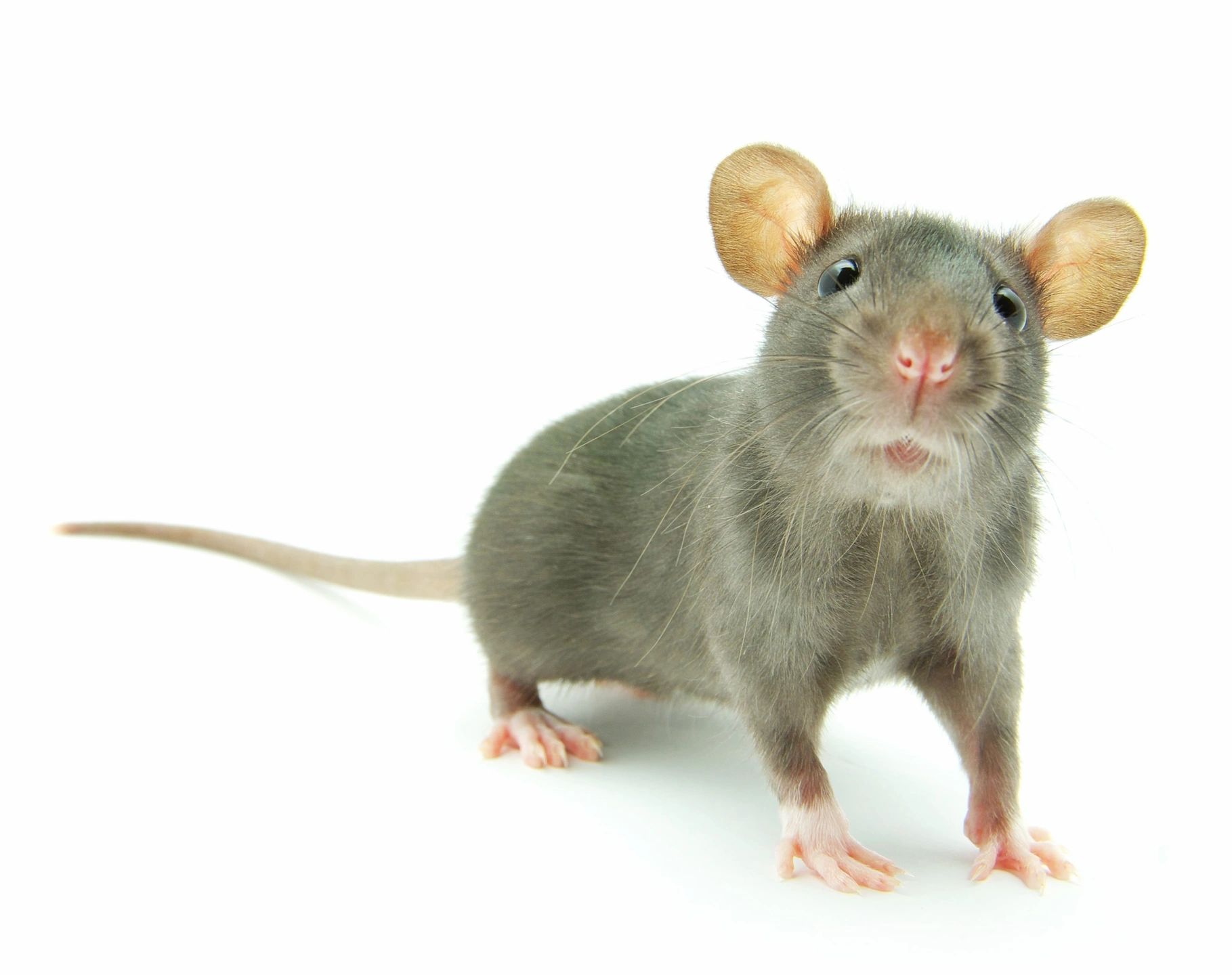 Are You Looking For Rat or Mouse Control Services in Orange County