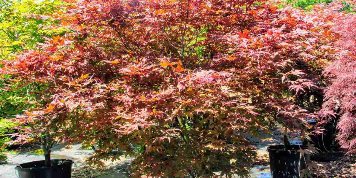 Add Timeless Elegance with the Purple Ghost Japanese Maple