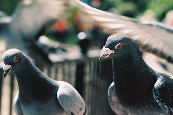 Pigeon Control & Bird Removal Services Scarborough, Toronto