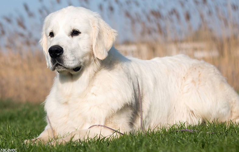 #1Champion breed English cream golden retriever puppies in Indiana