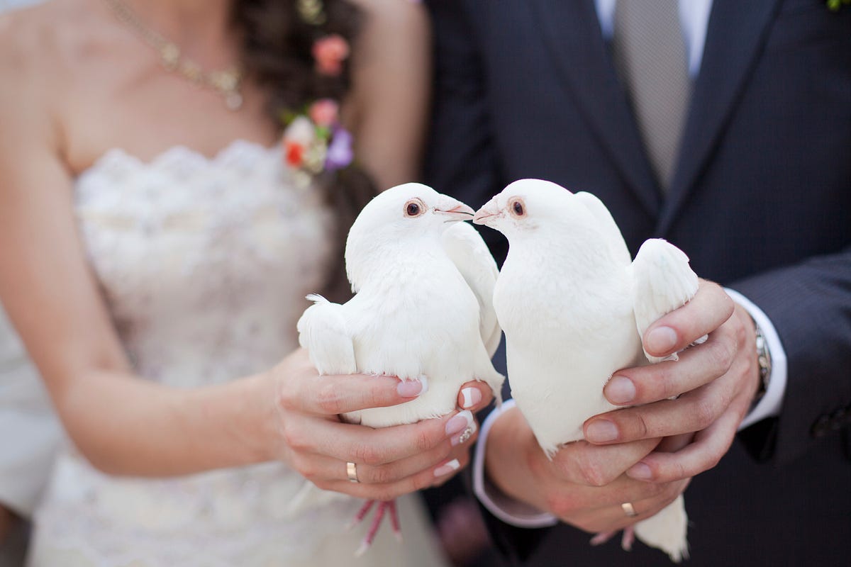 A Magical Touch to Your Wedding: The Beauty of a Dove Release | by Kaila Love Doves LLC | Dec, 2024 | Medium